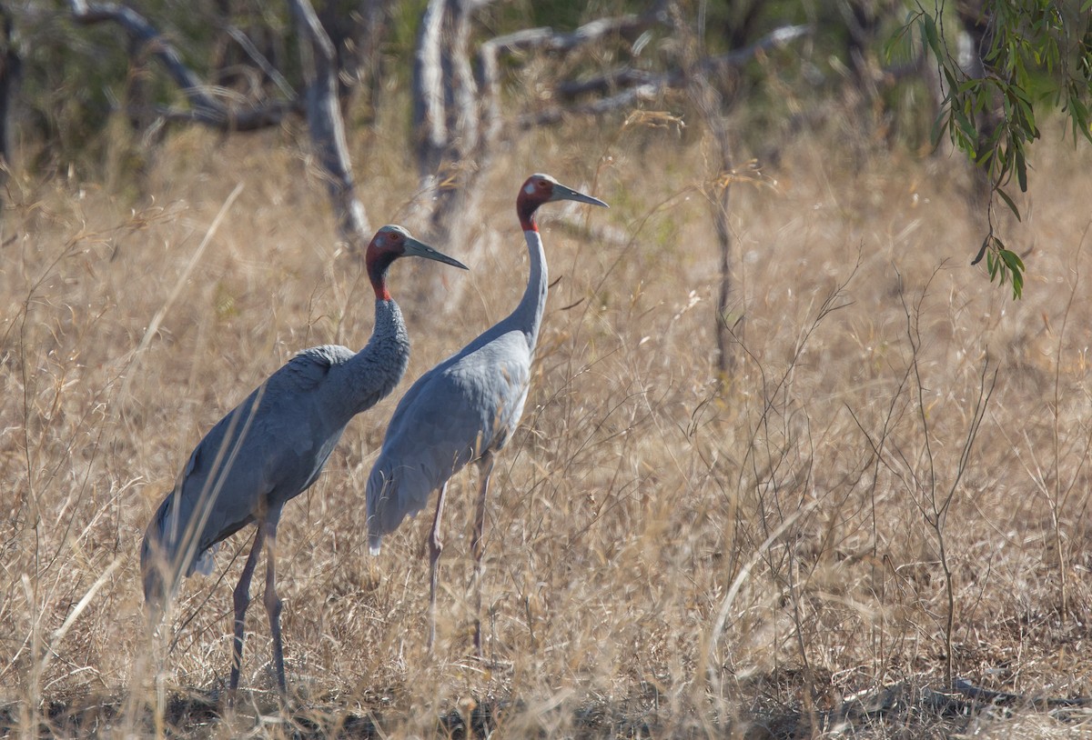 Sarus Crane - ML254855091