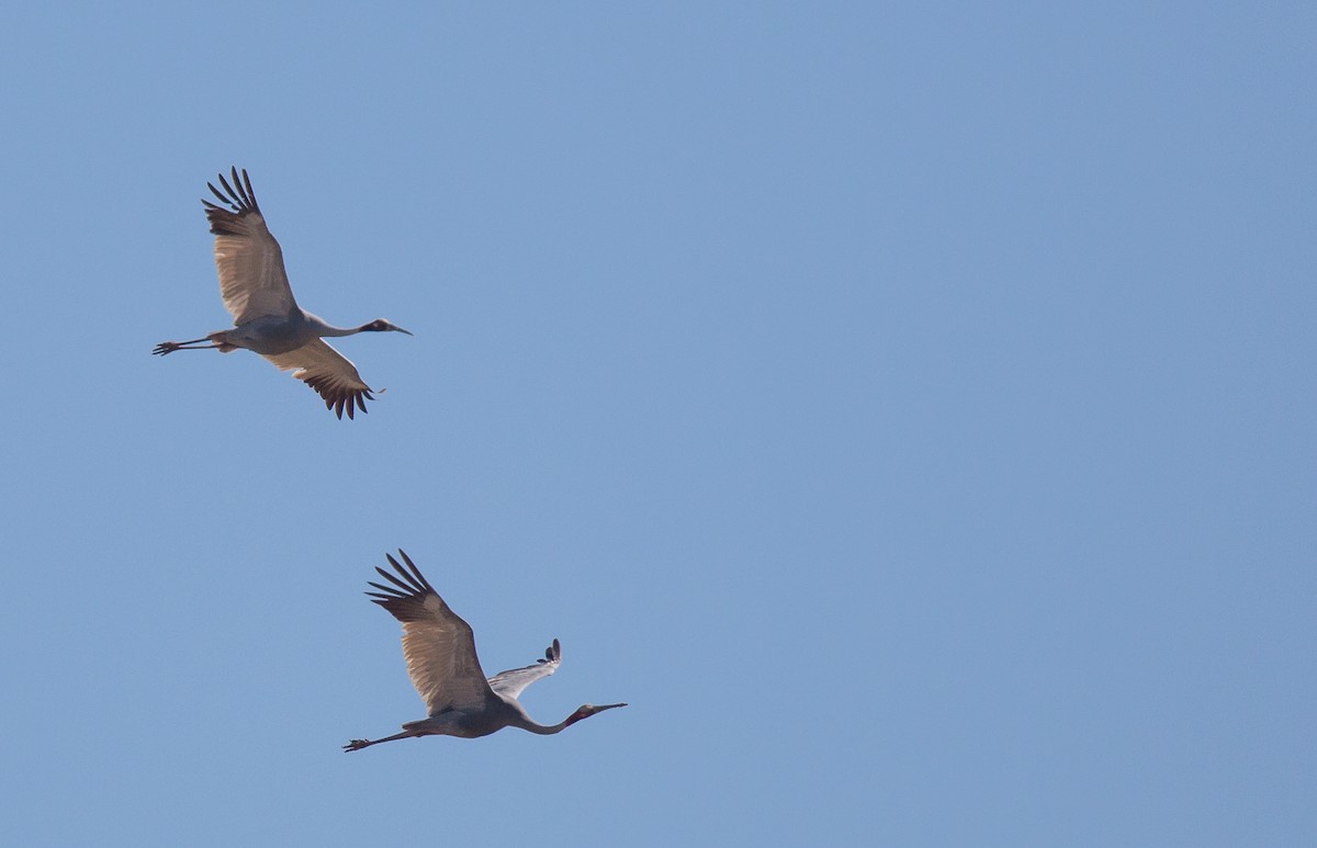 Sarus Crane - ML254855321