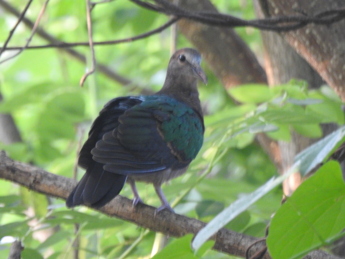 holub zelenokřídlý - ML254857091