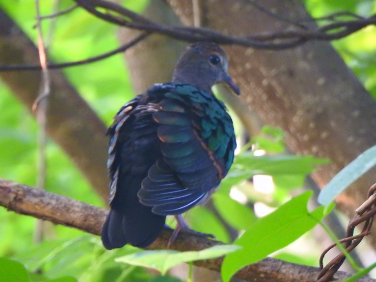 Asian Emerald Dove - ML254857231