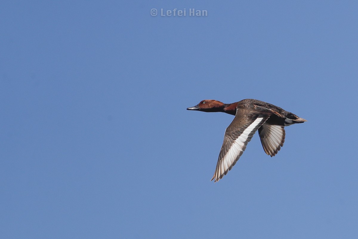 Ferruginous Duck - ML254857241