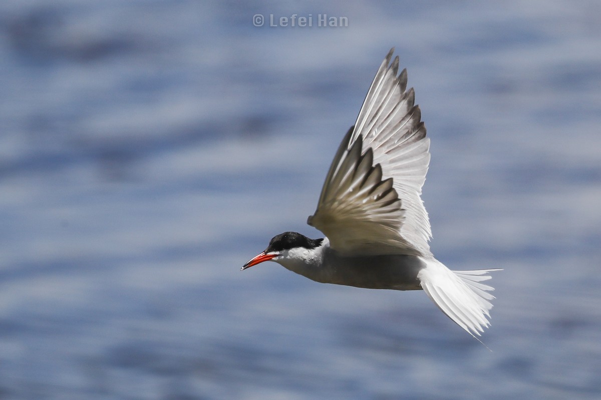 Common Tern - Lefei Han