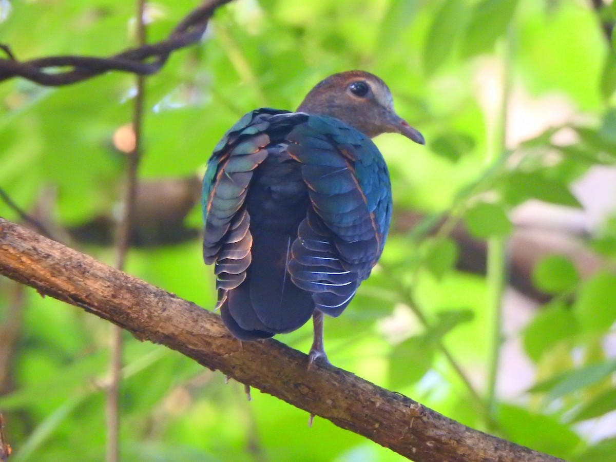 Asian Emerald Dove - ML254857271