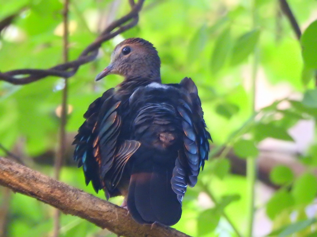 Asian Emerald Dove - Afsar Nayakkan