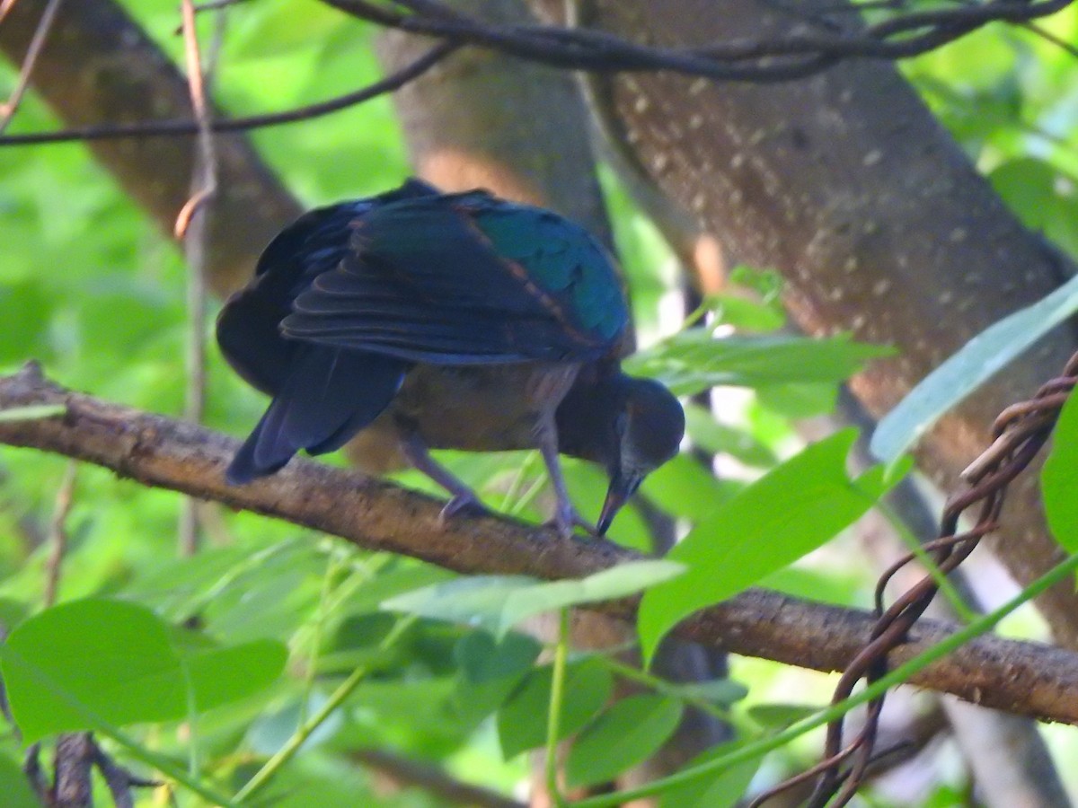 Asian Emerald Dove - Afsar Nayakkan