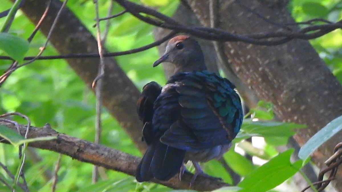 Palomita Esmeralda Cabecigrís - ML254857401