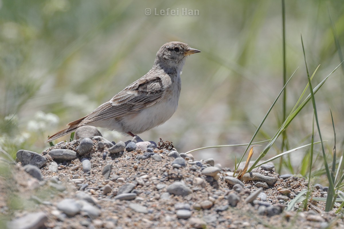 Hume's Lark - Lefei Han