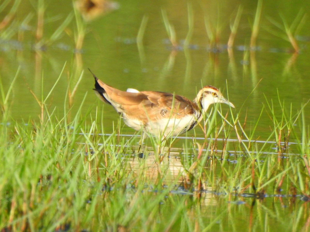 Pheasant-tailed Jacana - Afsar Nayakkan