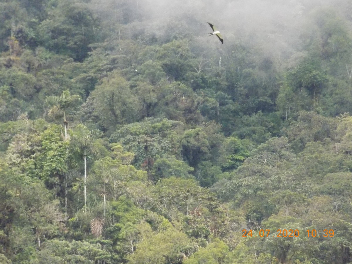 Swallow-tailed Kite - ML254857601