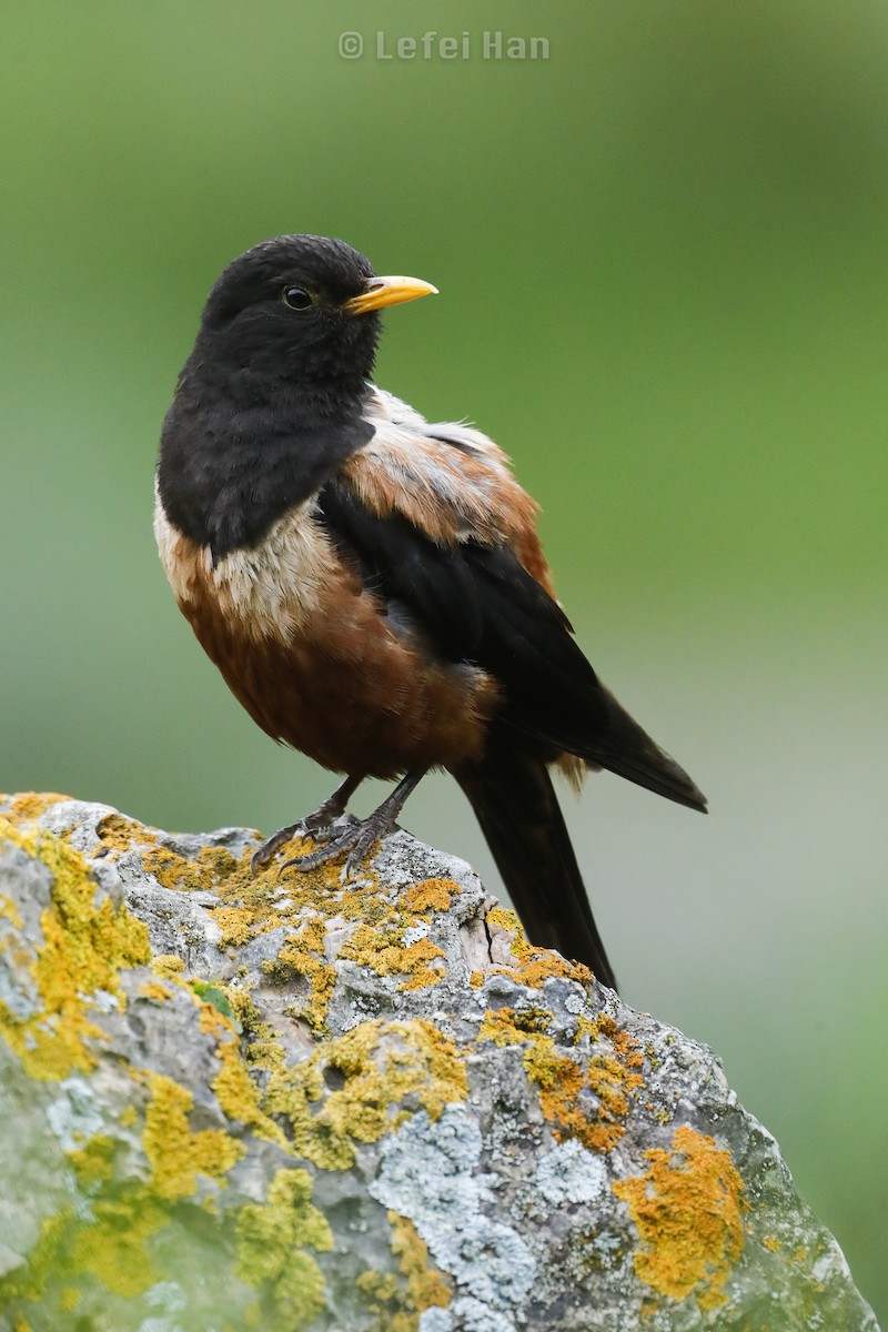 White-backed Thrush - ML254857761