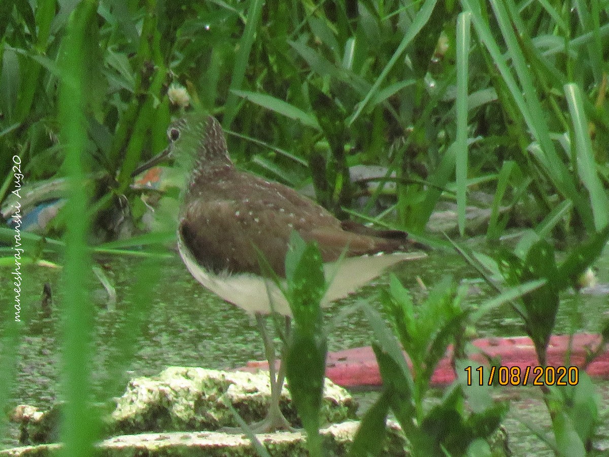 Chevalier cul-blanc - ML254858581