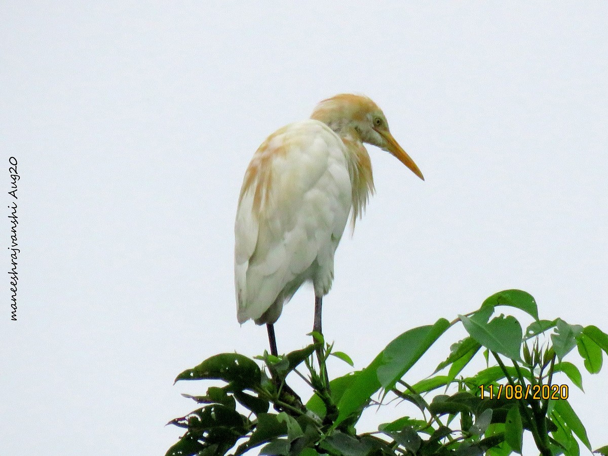 Héron de Coromandel - ML254858601