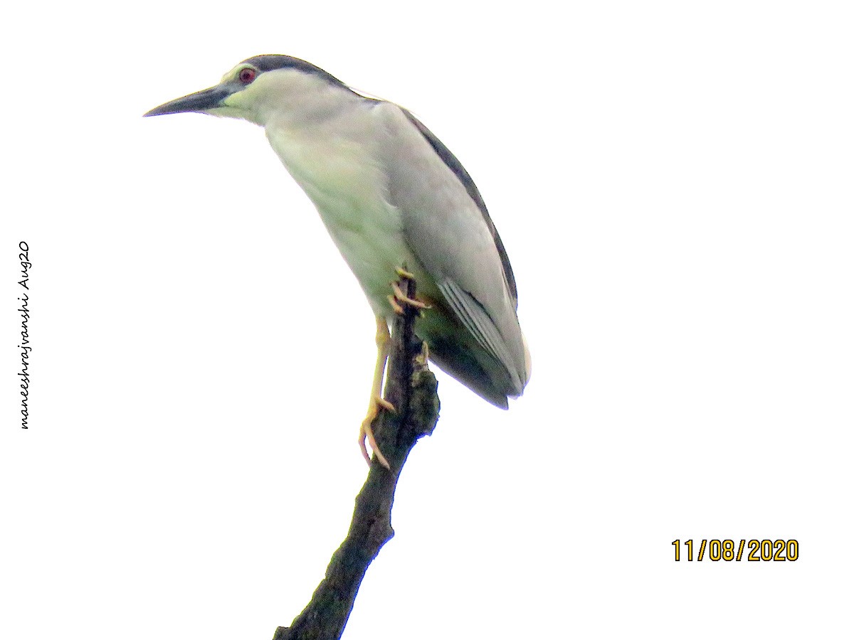 Bihoreau gris - ML254858611