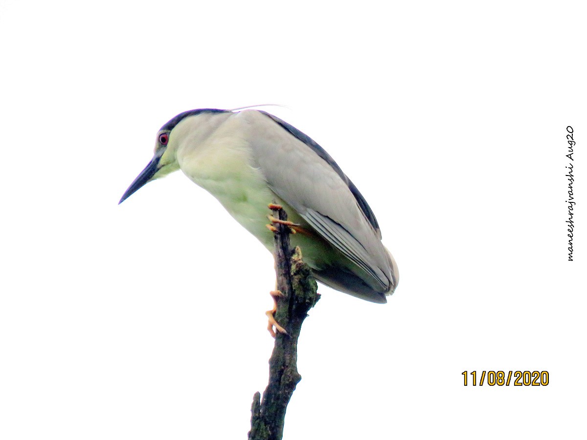 Bihoreau gris - ML254858621