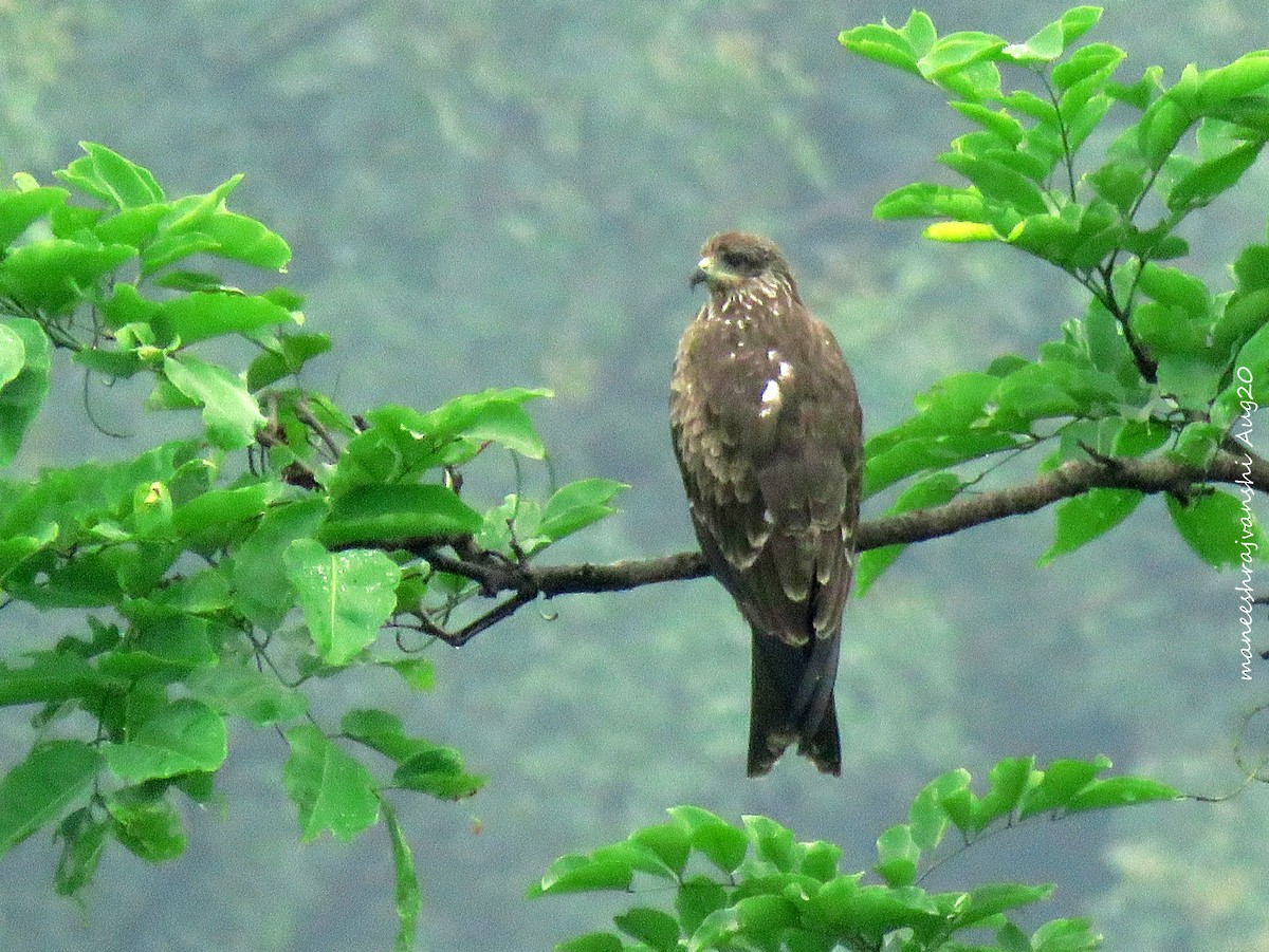 Milan noir - ML254858731