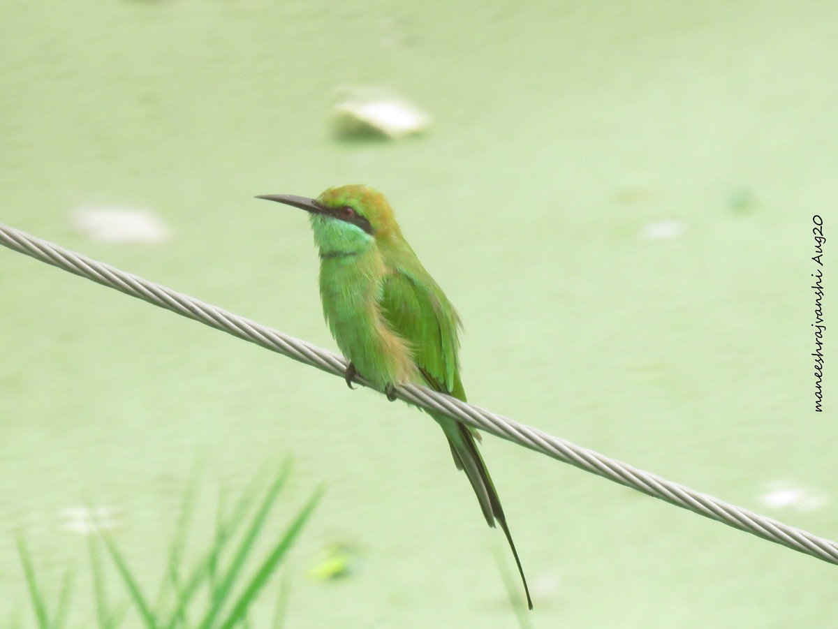 Guêpier d'Orient - ML254858791