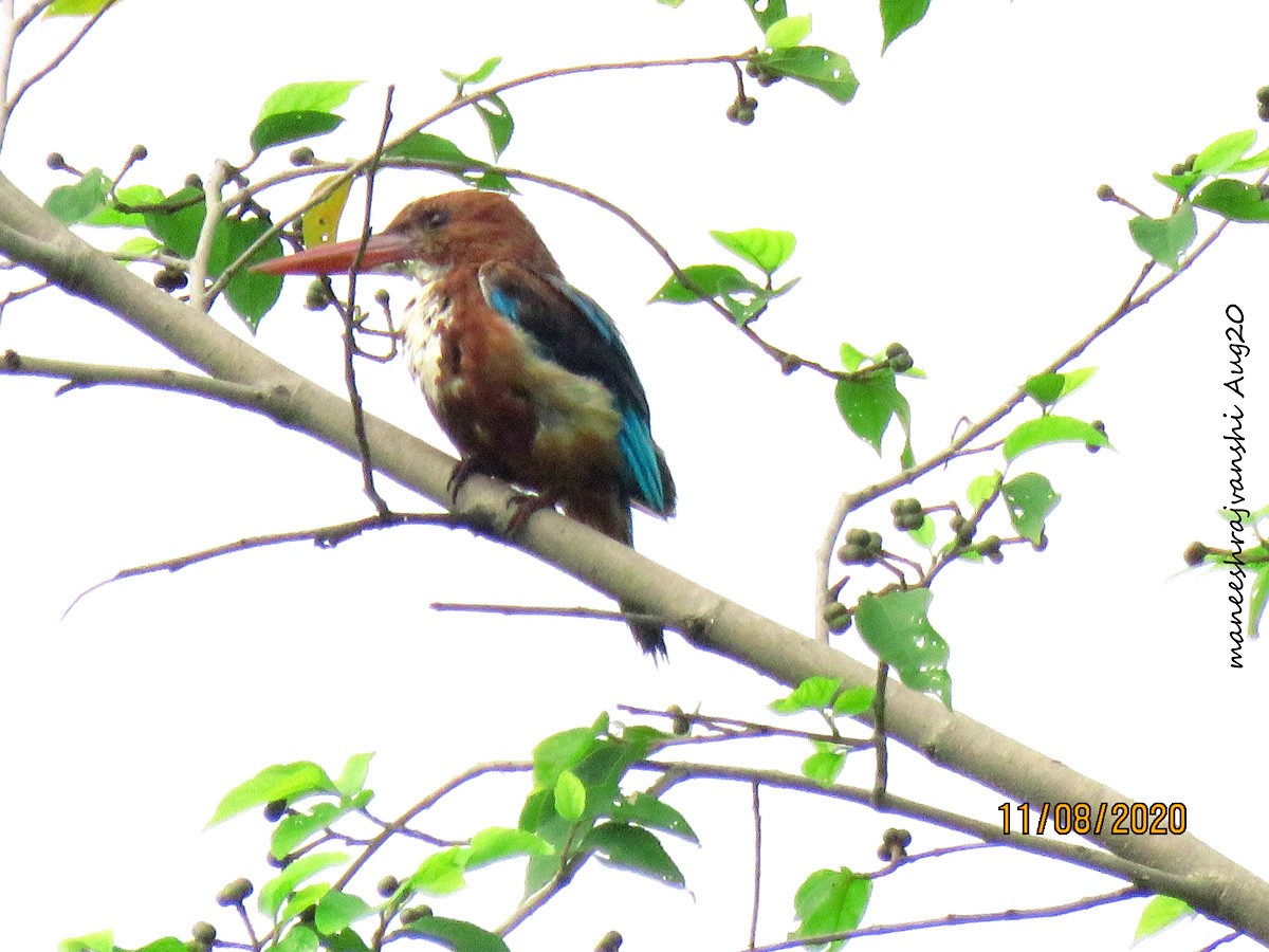 Martin-chasseur de Smyrne - ML254858801