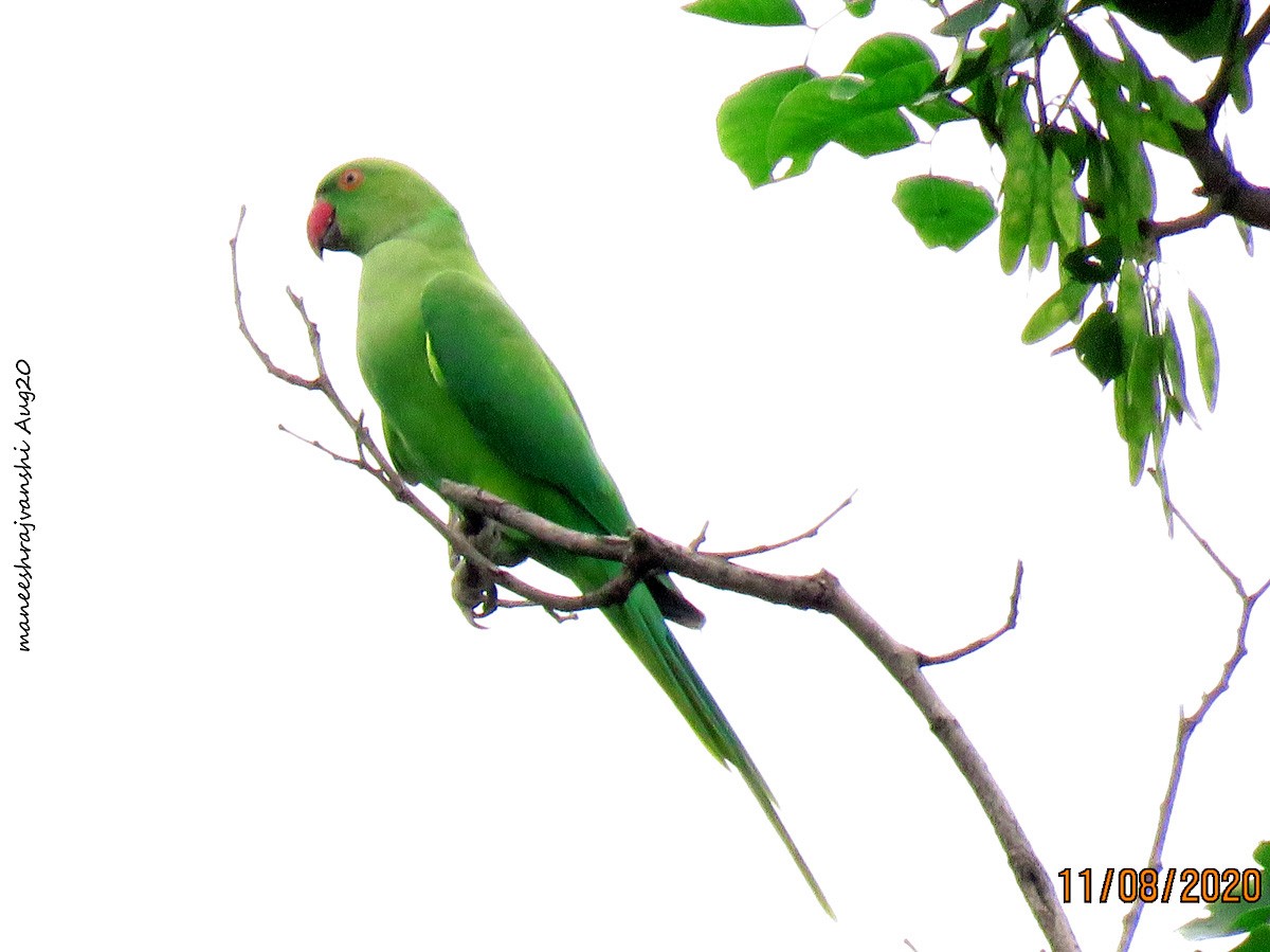 Perruche à collier - ML254858851