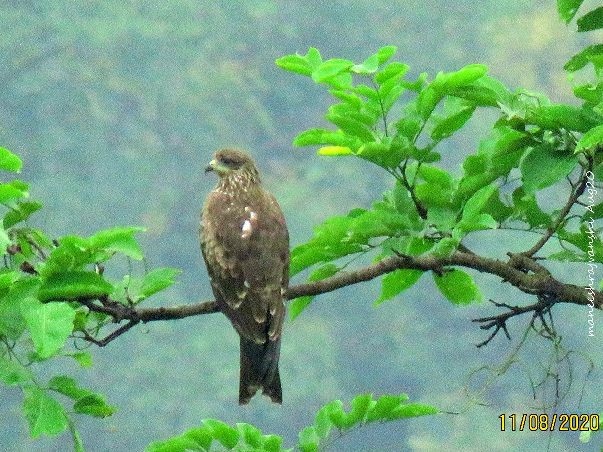 Milan noir - ML254858891