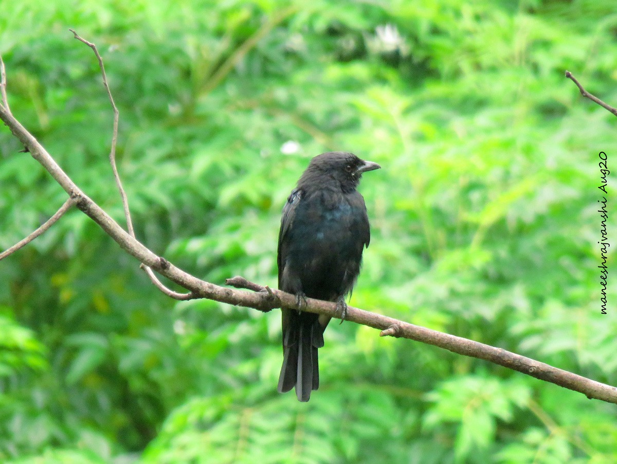 Drongo royal - ML254858981
