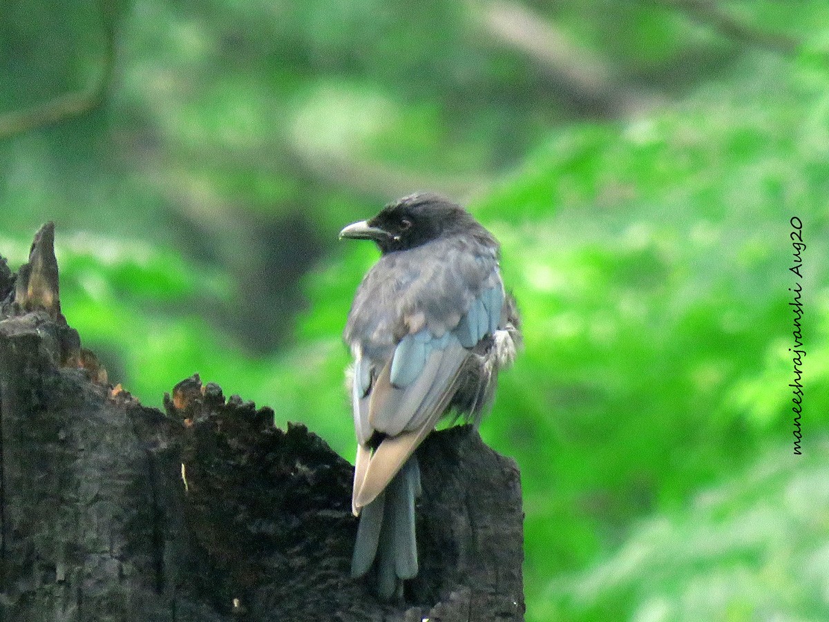 Drongo royal - ML254859001