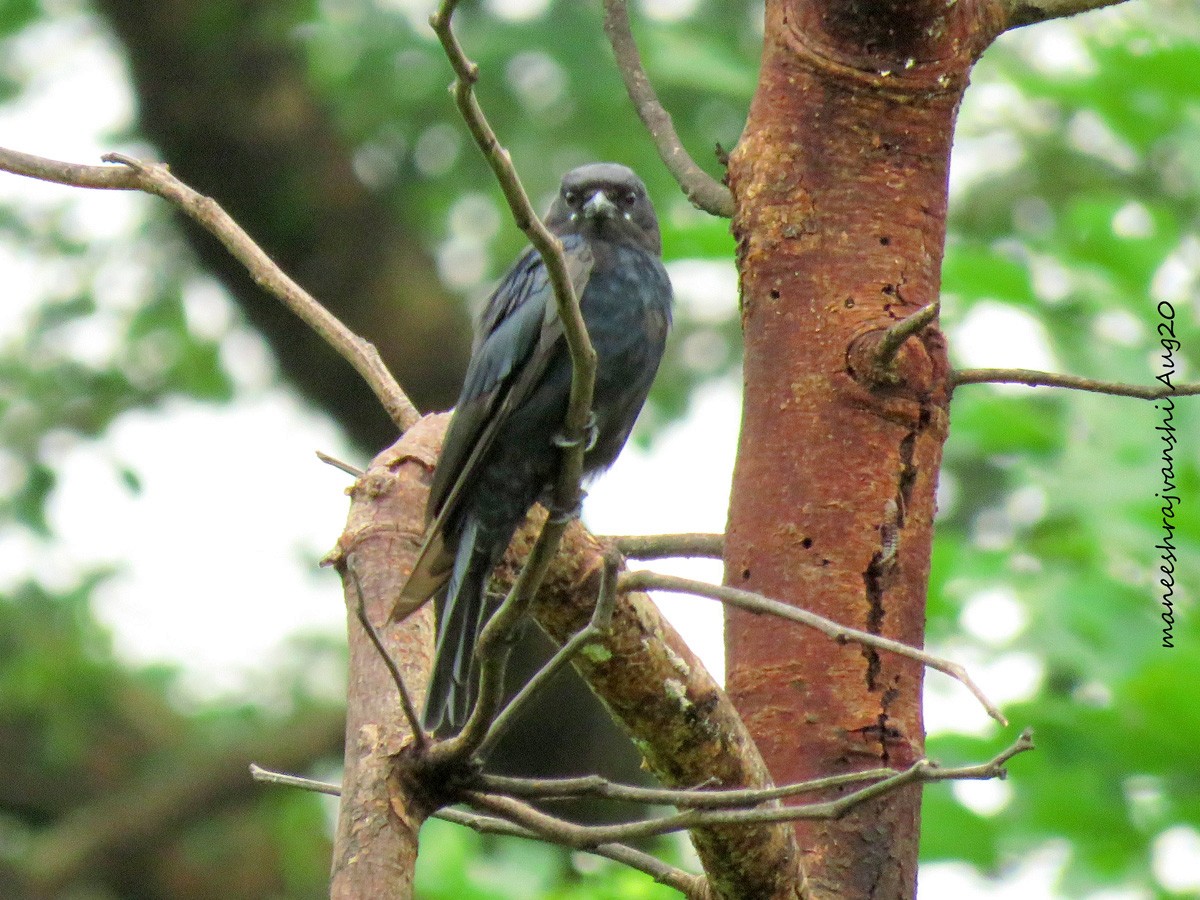 Drongo royal - ML254859011
