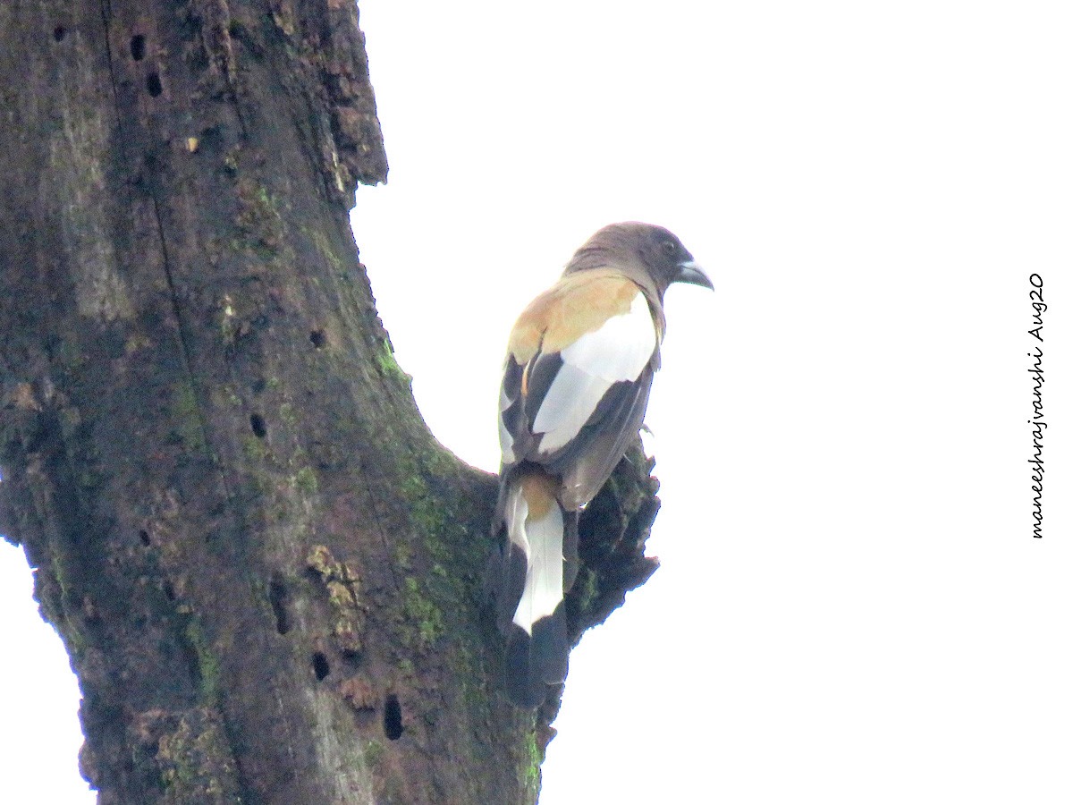 Témia vagabonde - ML254859021