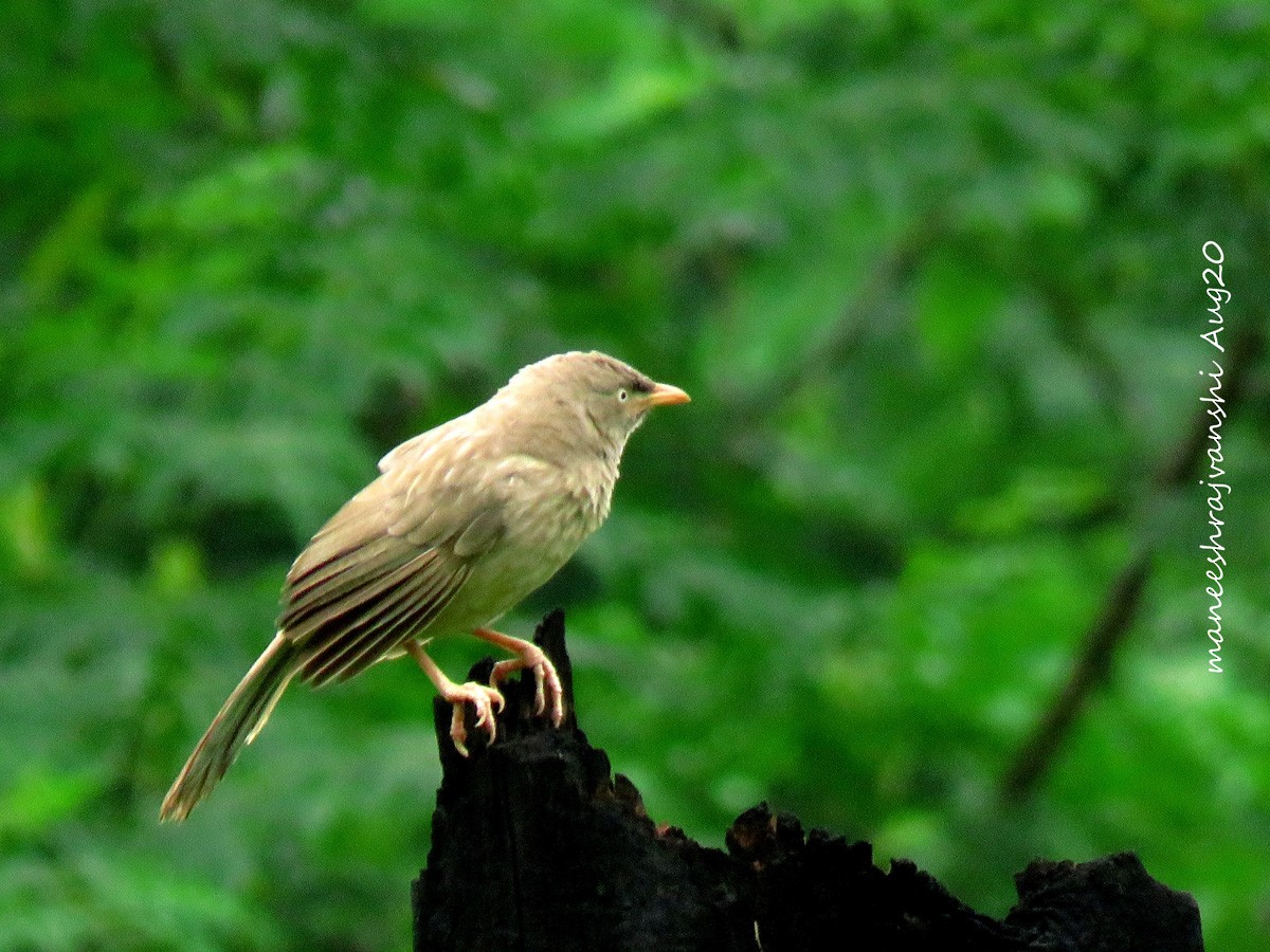 Cratérope de brousse - ML254859051