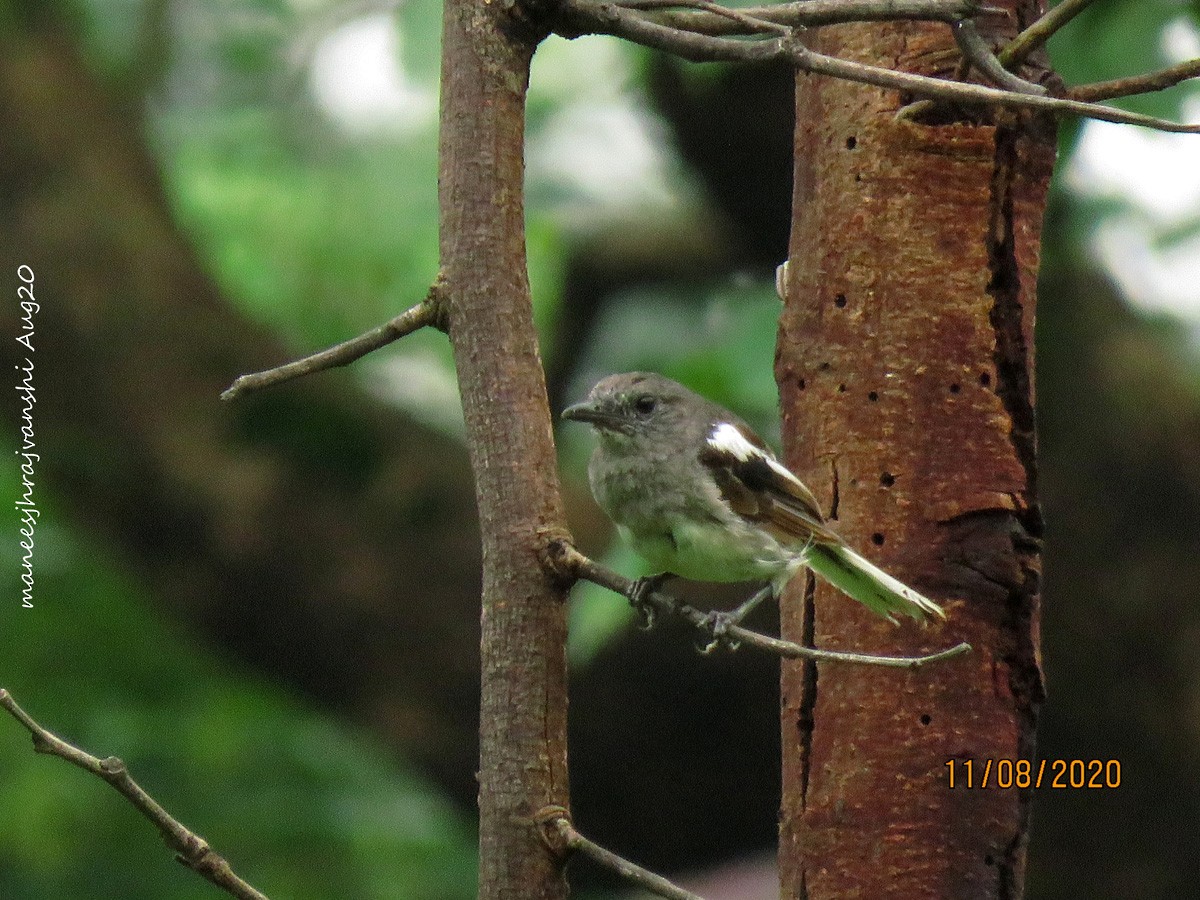 Shama dayal - ML254859131