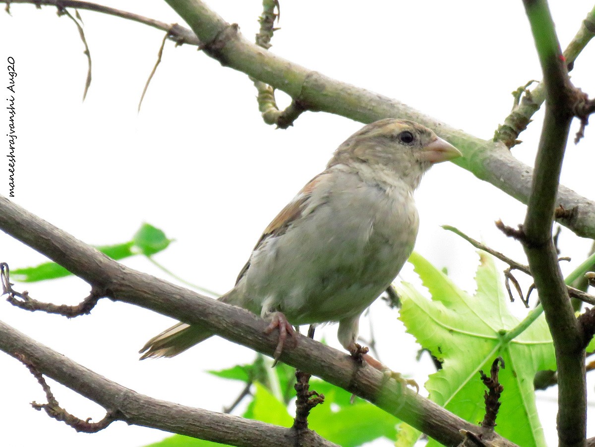 Moineau domestique - ML254859151