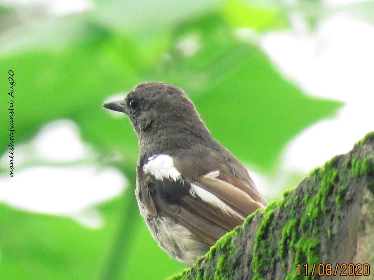 Shama dayal - ML254859161