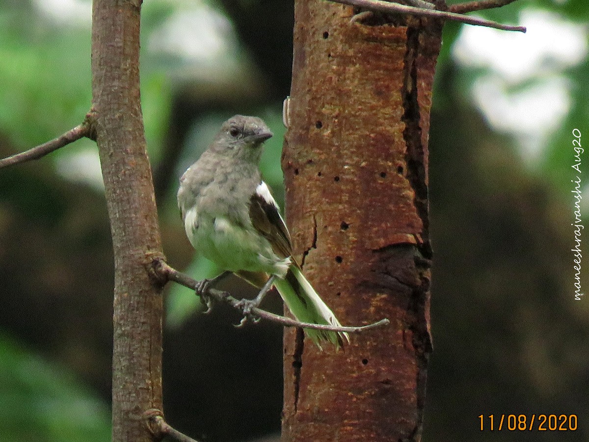 Shama dayal - ML254859171