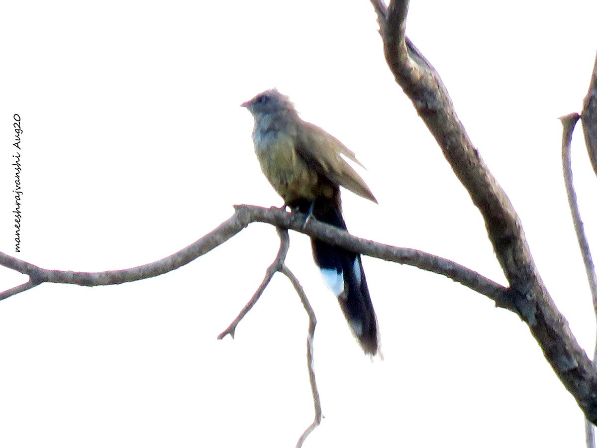 Sirkeer Malkoha - ML254859801