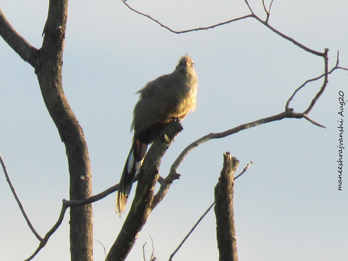 Malcoha sirkir - ML254859831