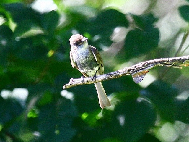 Eastern Phoebe - ML254859921