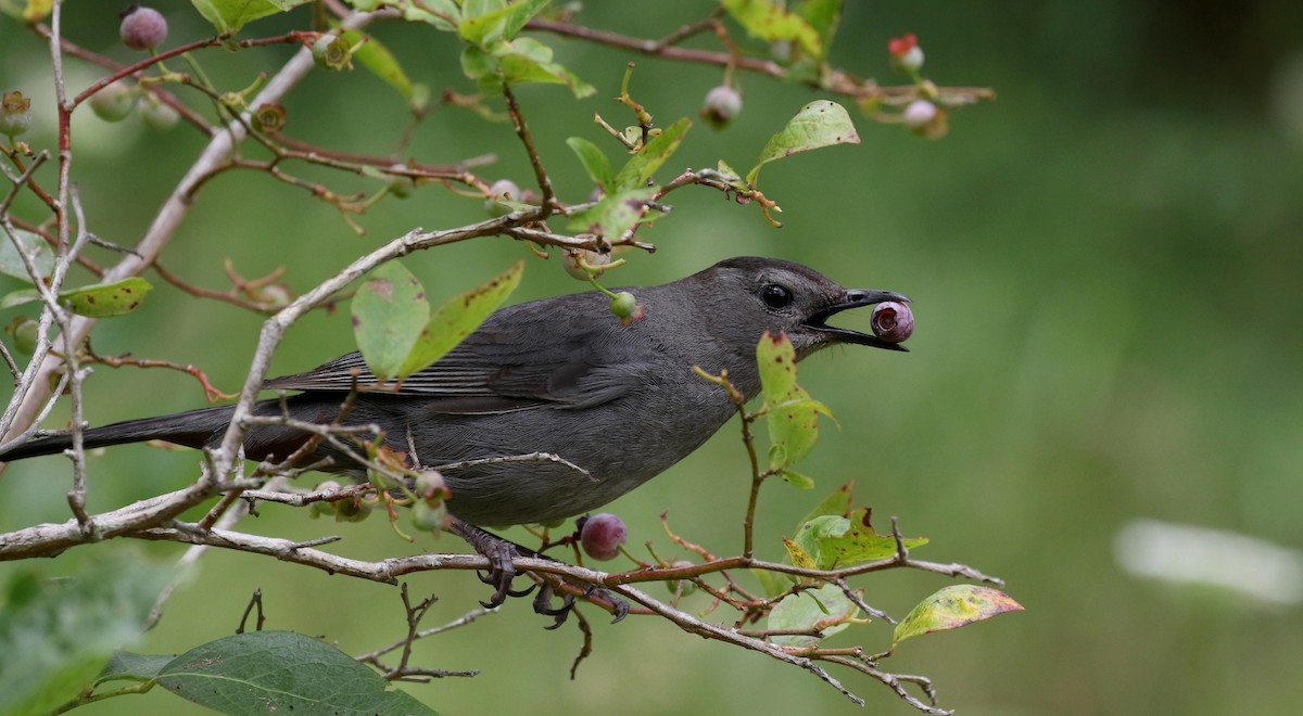 Gray Catbird - Jay McGowan