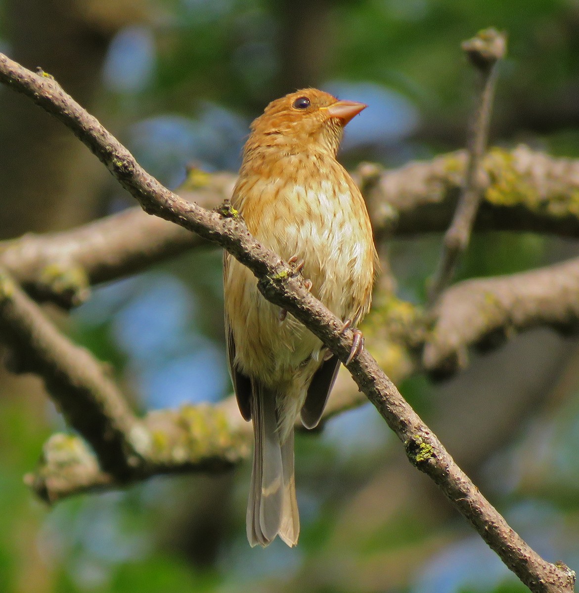 Indigo Bunting - Eric D Gyllenhaal