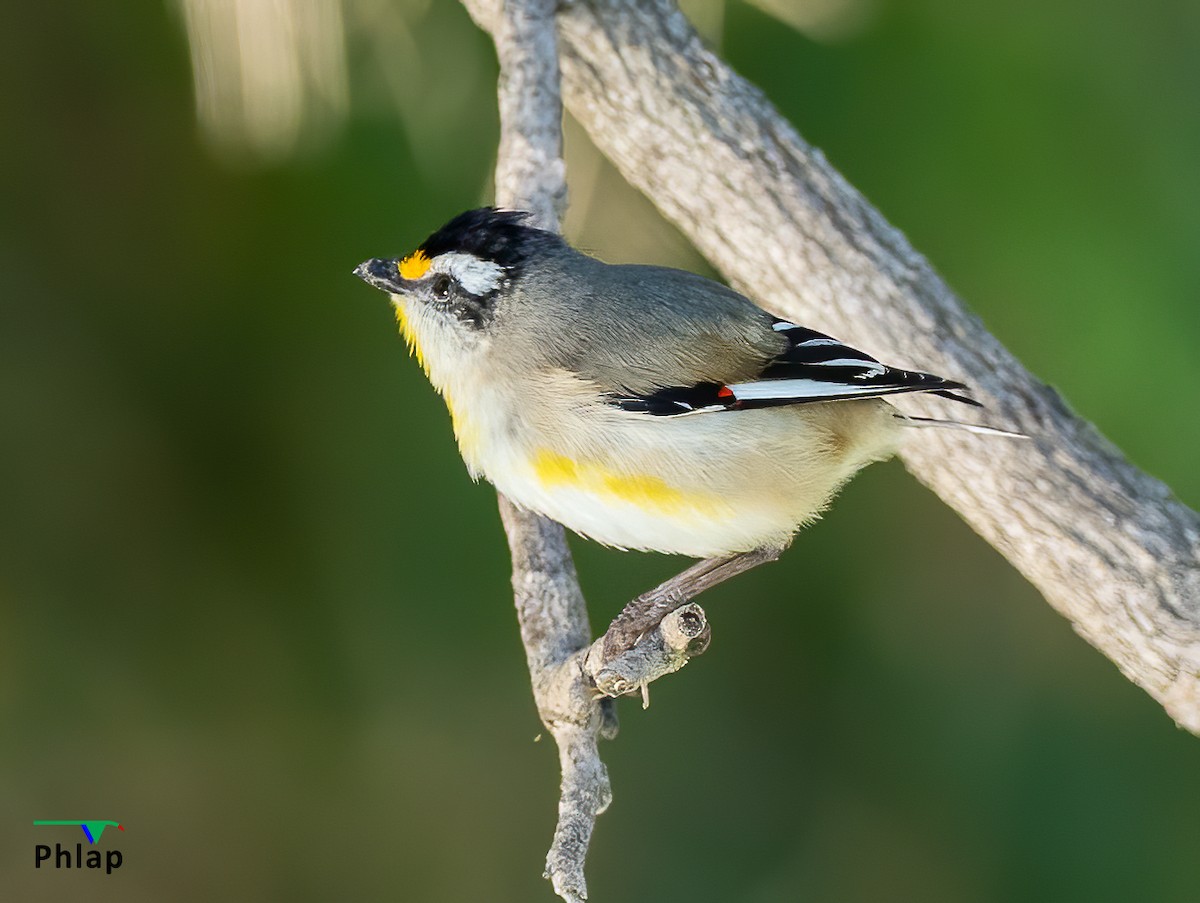 Pardalote à point jaune - ML254862081