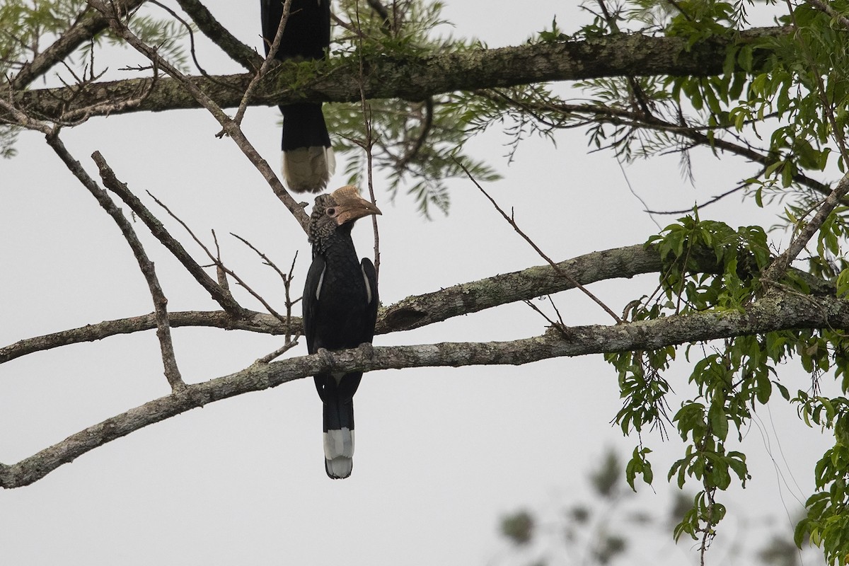 Silvery-cheeked Hornbill - Niall D Perrins