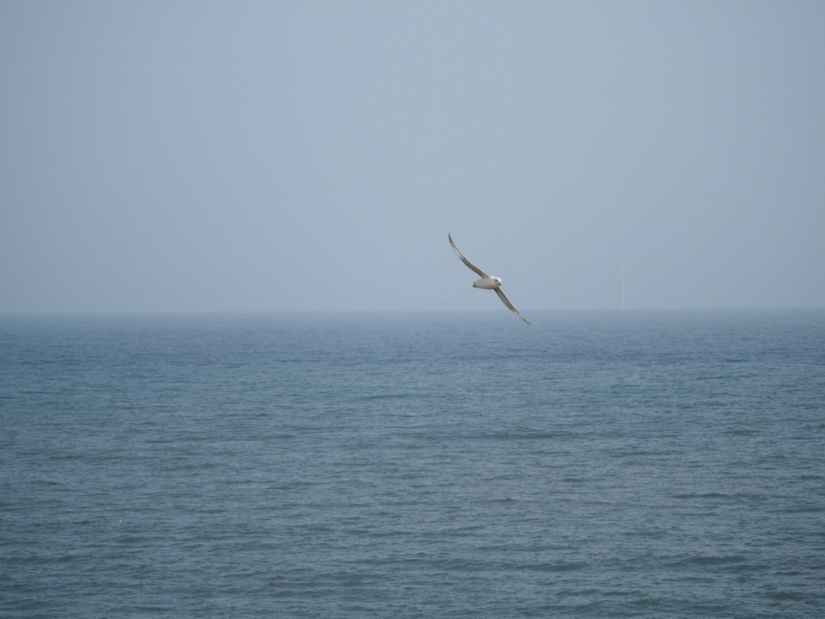 Northern Fulmar - Anonymous