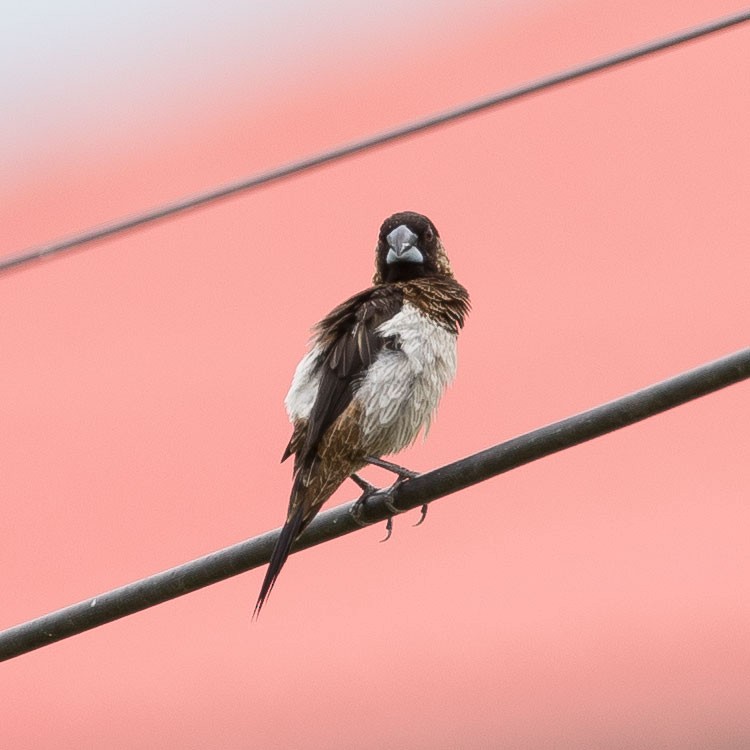 White-rumped Munia - ML254863611