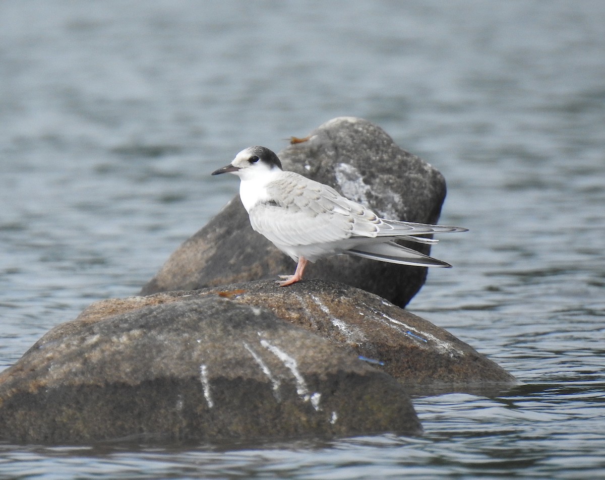 Common Tern - ML254864231