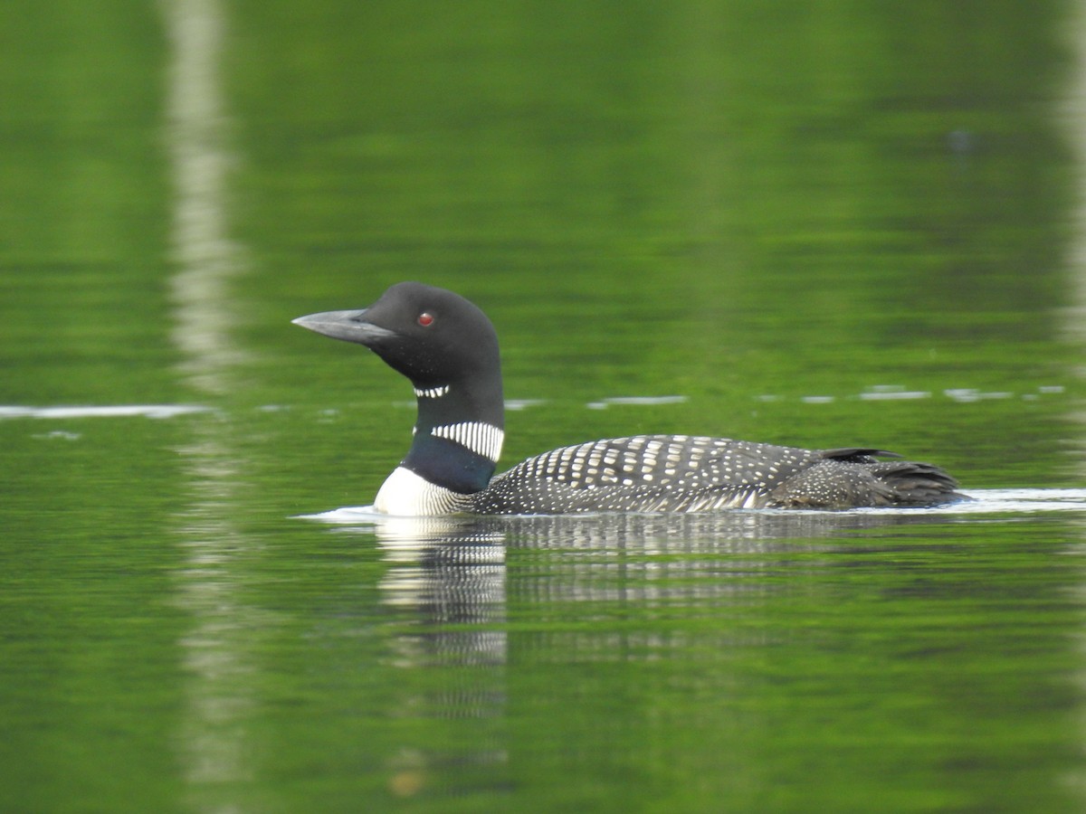 Plongeon huard - ML254864261