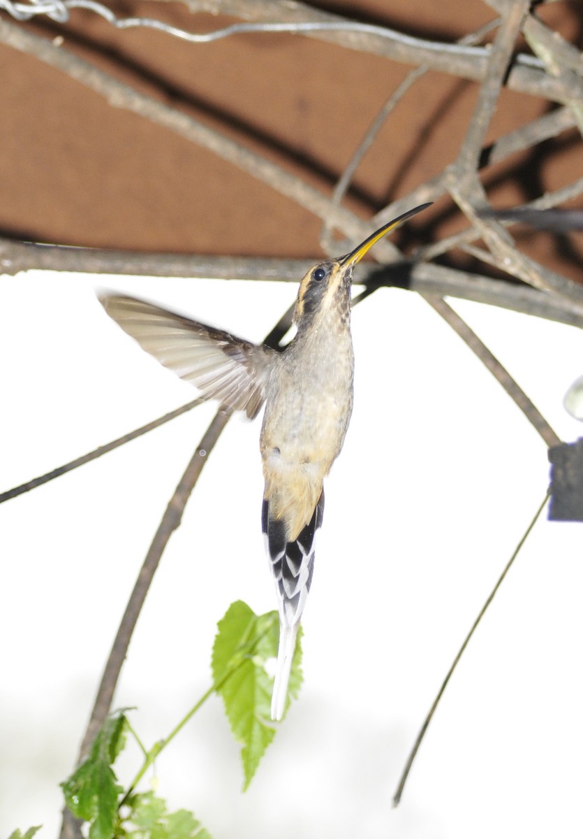 kolibřík šupinkohrdlý - ML254864731