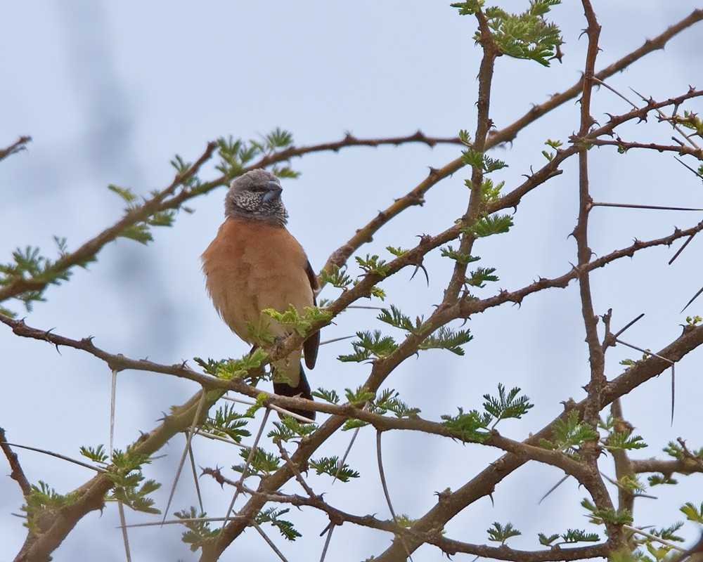 Gray-headed Silverbill - ML254865151