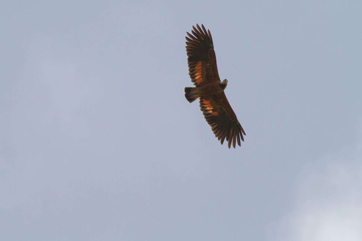 Black-collared Hawk - ML254865491