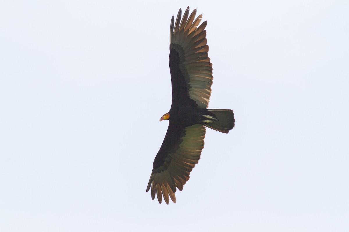 Lesser Yellow-headed Vulture - ML254865931