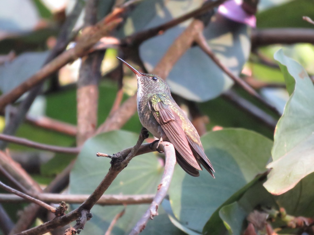 tupikolibri (versicolor gr.) - ML254865961