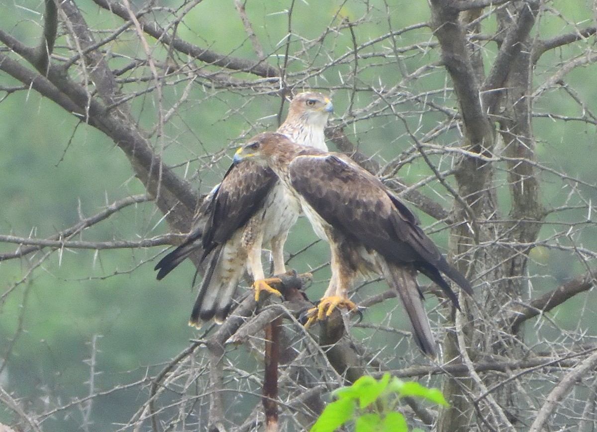 Bonelli's Eagle - dhanapal kondasamy