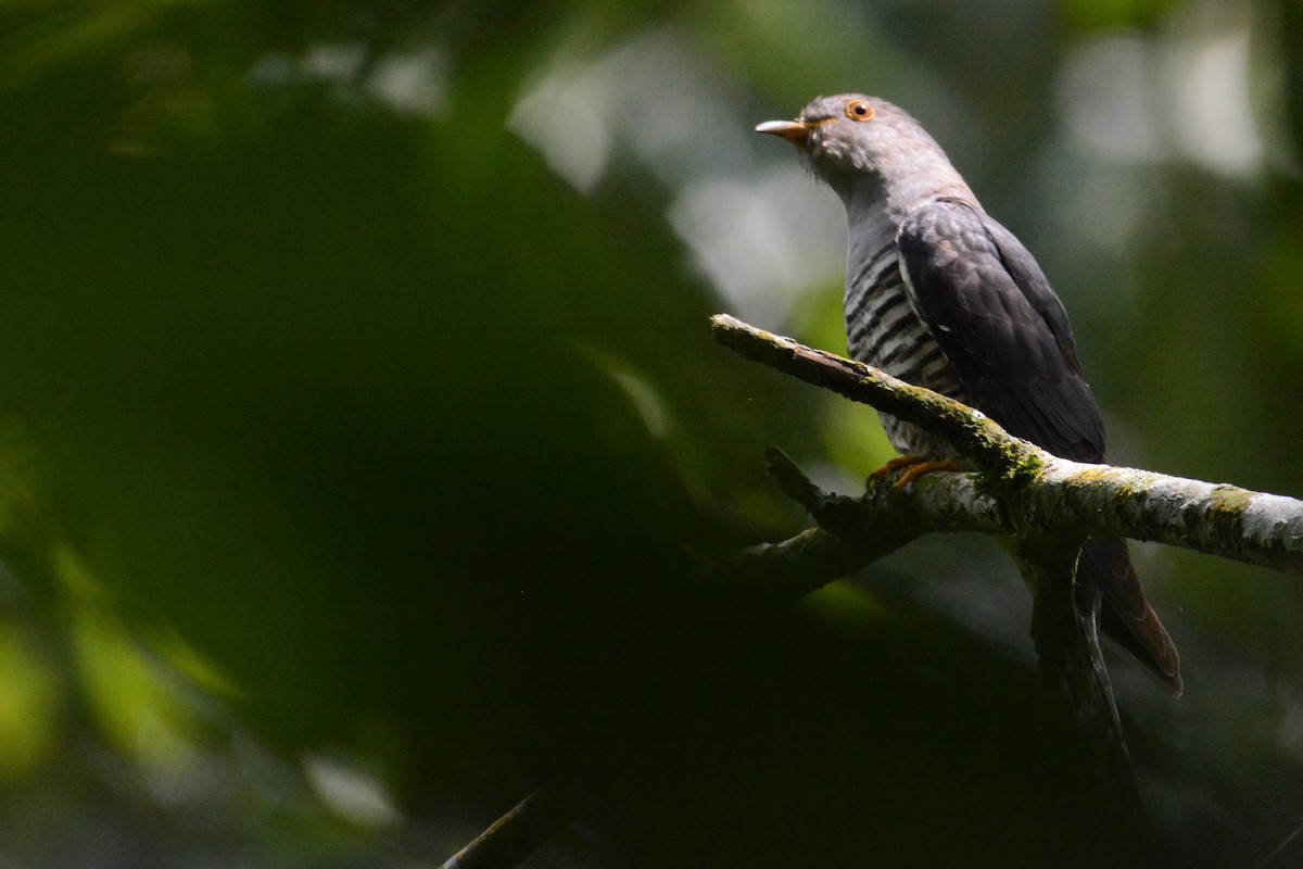 Sunda Cuckoo - Ari Noviyono